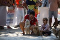 DOBERMAN - Marmaris'te Köpek Güzellik Yarışması Yapıldı