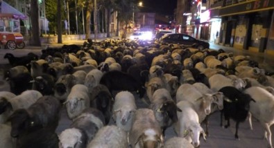 Şehir Merkezinden Koyun Sürüsü Geçti