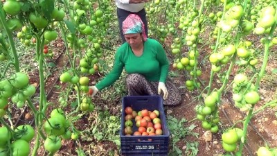 Mersin'de Güz Domatesi Hasadı Başladı