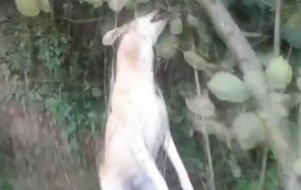 Böyle vicdansızlık görülmedi