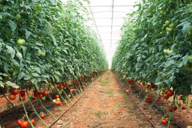 Antalya'da Güzlük Domates Hasadı Başladı