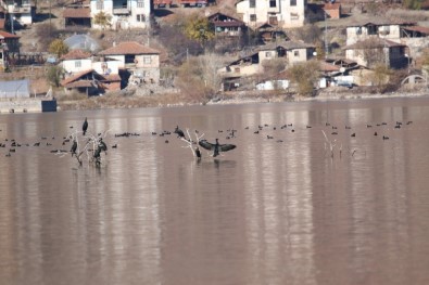 Enerji Üretimi İçin Kurulan Baraj Türkiye'nin Yeni Kuş Cenneti Oldu