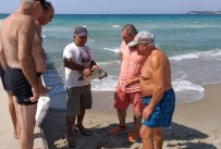 AMATÖR BALIKÇI - Kuşadası Sahiline İki Deniz Kaplumbağası Vurdu