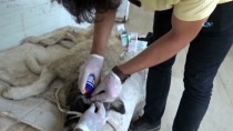 KISMİ FELÇ - Silopi'de Yaralı Köpeğe Belediye Sahip Çıktı