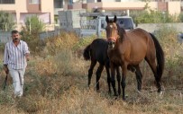 YARIŞ ATI - Çalındı Denilen İngiliz Atı Ve Yavrusu Bulundu