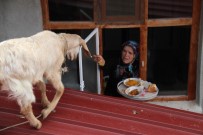 KURU FASULYE - Ev Yemeklerini Seven Oğlak Kaşıkla Besleniyor