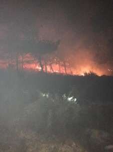 Manavgat'ta Orman Yangını