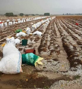 Patates Toplayan İşçiler Doludan Römork Altına Saklanarak Korundu