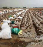 Patates Toplayan İşçiler Doludan Römork Altına Saklanarak Korundu Haberi