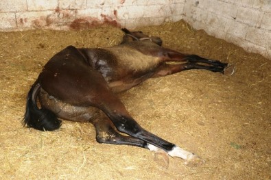 Şanlıurfa'da Yarış Atı Ölümleri Sürüyor