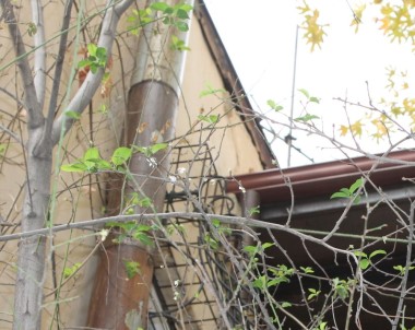 Çankırı'da Mevsimi Şaşıran Erik Ağacı Çiçek Açtı