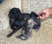 YAVRU KEDİ - Köpek Yavru Kediyi Emzirip, Annelik Yapıyor