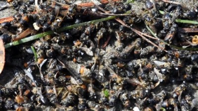 Muğla'da Sahile Ölü Arılar Vurdu