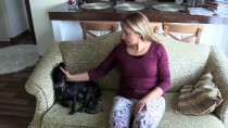 ÇANAKKALE BELEDİYESİ - Sahiplendiği Köpeği Yavru Kediye Annelik Yapıyor