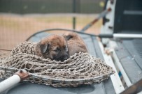 SOKAK HAYVANI - Sokak Hayvanlarına Belediyeden Şefkat Eli