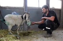 ŞİFALI SU - Kurdun Yaraladığı Keçiyi Ölmek Üzereyken Tamirciler Kurtardı