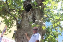 DESTINA - Sadece Anıt Ağaç Değil, İbret Vesikası