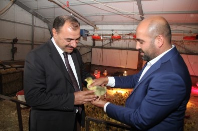 Vali Kaldırım, Türkiye'nin En Büyük Kaz Çiftliğini İnceledi