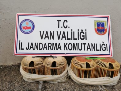 Van'da 152 Keklik Doğaya Bırakıldı
