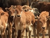 LALAHAN - Yerli sığırlar koruma altına alınıyor