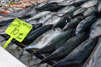 Denizden palamut fışkırıyor