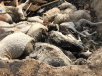 Denizli'de Aç Bırakıldığı Öne Sürülen Keçiler Telef Oldu Haberi