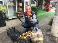 MANTAR TOPLAMA - Ayı Mantarı Köylünün Gelir Kapısı Oldu