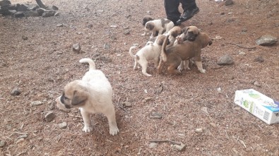 Sokağa Bırakılan Köpek Yavruları İle Birlikte Not Da Bulundu