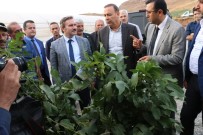 HERCAI - Siirt'te 2 Milyon Adet Süs Bitkisi Üretiliyor