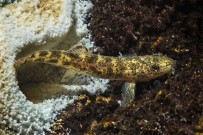 BİYOLOJİK ÇEŞİTLİLİK - Van Gölü'nde Yeni Bir Balık Türü Keşfedildi