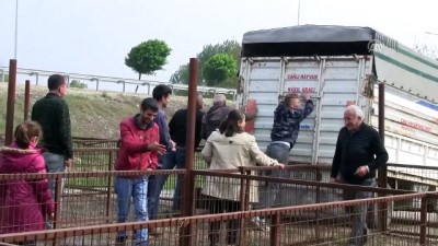 Balıkesir'de Hak Sahiplerine Düveleri Teslim Edildi