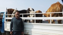 AYŞE ÇETİN - Burhaniye Ve Gömeç'te 11 Çiftçiye 55 Düve Dağıtıldı