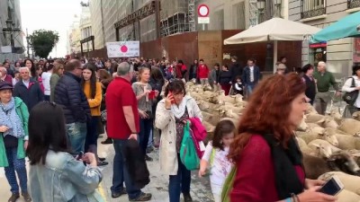 Madrid'de Bin 500 Koyunla Ortaçağ Geleneği Canlandırıldı