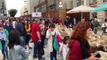 GEÇİŞ ÜCRETİ - Madrid'de Bin 500 Koyunla Ortaçağ Geleneği Canlandırıldı