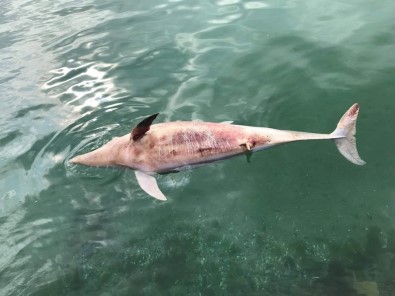 (Özel) Silivri'de Ölü Yunus Balığı Kıyıya Vurdu