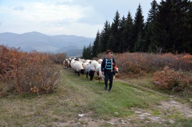 Koyun Sürüleri Dönüş Yolunda