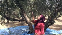 BÜLENT UYGUR - Yağışların Az Olması Hatay'daki Zeytin Rekoltesini Düşürdü