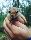 DOĞAL YAŞAM ALANI - Yaralı Sincap, Ormanya'da Doğal Yaşamına Kavuştu
