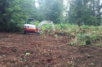 ORMAN İŞLETME MÜDÜRÜ - Ormanda Gençleştirme Çalışması Yapıldı