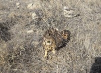 FıRAT ÜNIVERSITESI - Tedavisi Yapılan Kara Çaylak Ve Baykuş Doğal Ortamına Bırakıldı