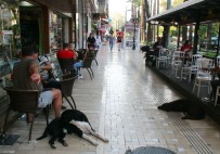 EMEKLİ MEMUR - Antalya'da 80 Yaşındaki Yaşlı Adam Sokak Köpeğinin Saldırısına Uğradı