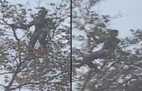 SULTANAHMET CAMII - Dal Kırılınca Neye Uğradığını Şaşırdı