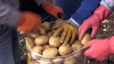 Kışlık Patateste Verim De Fiyat Da Arttı