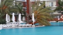 PALMİYE AĞACI - 5 Yıldızlı Otel Havuzundaki Palmiye Fırtınaya Dayanamadı