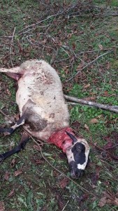 Aç Kalan Köpekler Koyunlara Saldırdı