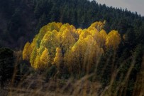 KADER - Gümüşhane'de Sonbahar Güzelliği