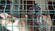 Barınaktaki Sahipsiz Köpekler Sahiplerini Bekliyor