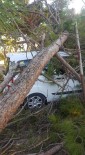 YURTPıNAR - Dev Çam Ağacı Gece Araba Ve Evin Üzerine Devrildi