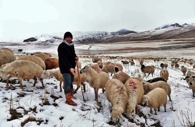 Erzincan'da Kar Nedeniyle Koyun Sürüleri Yaylada Mahsur Kaldı