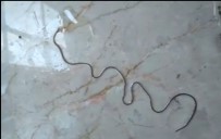 ALANYURT - Hayvan öldüren parazit köylüleri şaşırttı